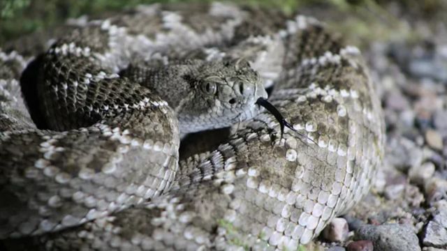 Where Are You More Likely to Encounter Venomous Snakes: Arizona or Louisiana?