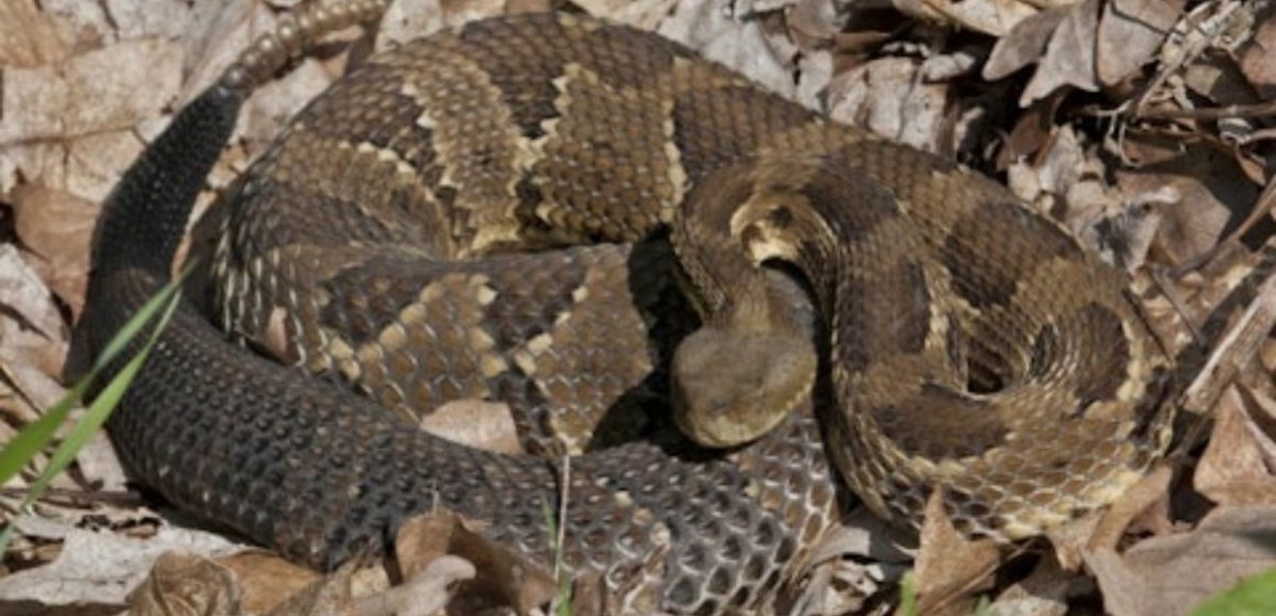 Where Are You More Likely to Encounter Venomous Snakes Arizona or Louisiana