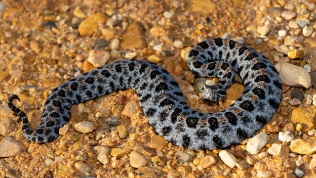 Where Are You More Likely to Encounter Venomous Snakes: Arizona or Louisiana?