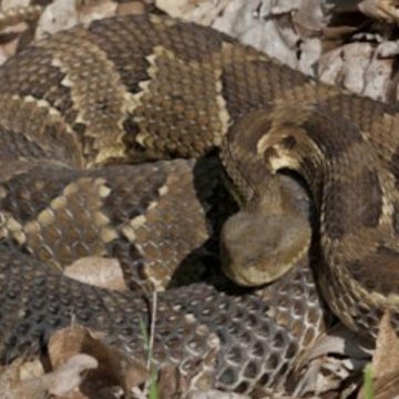 Where Are You More Likely to Encounter Venomous Snakes Arizona or Louisiana