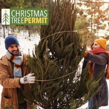 Arizona National Forests to Offer Christmas Tree Cutting Permits, Tradition and Cheer Begin November 14