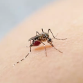 San Jose Battling Invasive Mosquito Spread as Santa Clara County Ramps up Containment Efforts