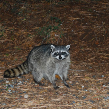 Rabies Alert Issued in Pasadena, Anne Arundel County After Raccoon Tests Positive