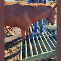 Godley Fire Department’s Heroic Rescue of Trapped Horse “Rex” Wins Community’s Heart