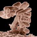 E. Coli Detected in Lower Valley Well, El Paso Water Assures Safety After Prompt Disinfection