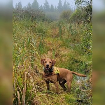 St. Louis County Honors SAR K9 Ted’s Legacy Following His Passing from Bone Cancer