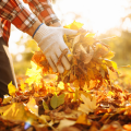 Arlington Intensifies Leaf Collection Efforts Post-Thanksgiving, Promotes Recycling for Cleaner Community