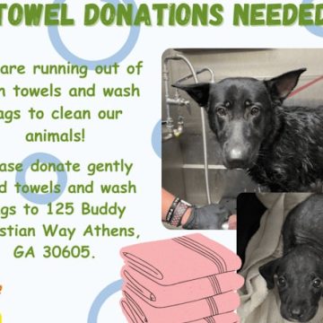 Athens-Clarke County Animal Services Seeks Towel Donations for Sheltered Animals