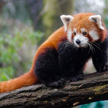 New Chinese Red Panda “William” Charms Salt Lake City at Utah’s Hogle Zoo