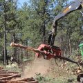 Coconino County and Partners Spearhead Forest Restoration Projects to Mitigate Wildfire Threats in Flagstaff Region