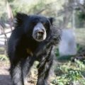 Detroit Zoo Welcomes Jagger, First Sloth Bear in Decades and Launches Matching Donation Campaign for Habitat Enrichment