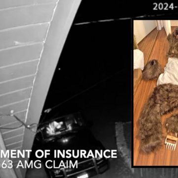 Caught bear-handed: Video allegedly shows group using animal suit to commit fake attacks on Rolls-Royce and other luxury cars for insurance payouts