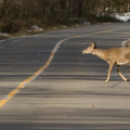 Ohio State Highway Patrol Cautions Drivers During Deer Collision Peak Season