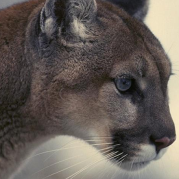 Boulder Residents Urged to Stay Vigilant as Mountain Lion Activity Increases With Winter Season