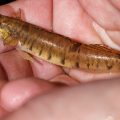 Endangered Roanoke Logperch Returns to North Carolina Rivers in Collaborative Conservation Effort