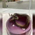 Non-Venomous Gopher Snake Found Among Christmas Trees in Hilo Store