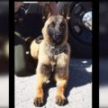 Illinois State Police Honor K-9 Riggs’ Legacy After Sudden Passing Due to Cardiac Event