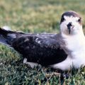 Environmental Advocates Sue Maui County, Hawaiian Electric to Protect Endangered Seabirds from Streetlights