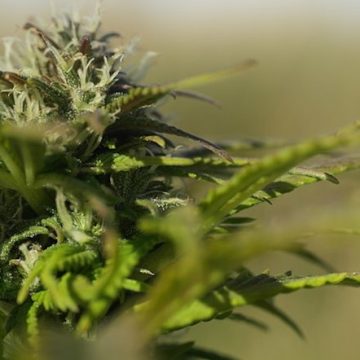 Thousand Oaks Police Cite Delivery Drivers from State-Licensed Dispensaries for Local Permit Violations