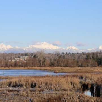 Spencer Island Restoration Plans Progress with Public Workshop in Everett on December 5