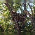 Minnesota’s DNR Eagle Cam Soars Again: Witness the Resilience of Nature Live from Wright County