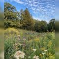 Eloise Butler Wildflower Garden and Bird Sanctuary Receives Over $95K from Friends of the Wildflower Garden for New Fencing