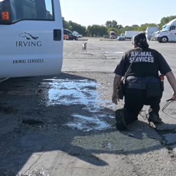 VIDEO: Irving Police Department Invites Community to Pursue Animal Service Officer Roles During National Animal Shelter Appreciation Week