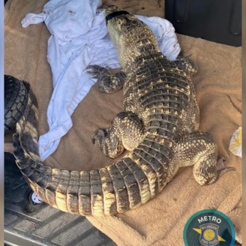 Michigan State Police Seize Over 500 Grams of Meth, Encounter Alligator in Downriver Raid