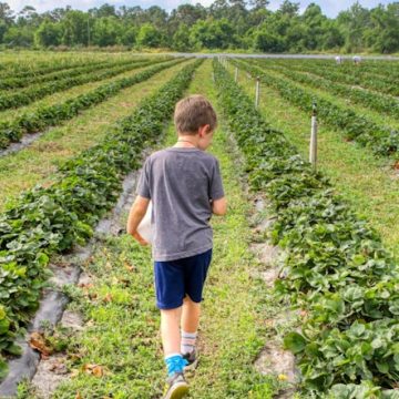 North Shore Celebrates Agriculture and Family Fun at Kuilima Farm’s 3rd Annual Fall Festival