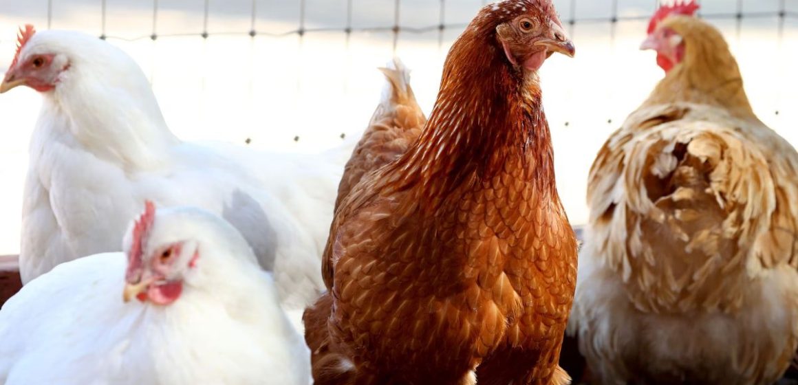 1 Million Chickens Infected with Bird Flu in Ohio, Farms Quarantined after Outbreak