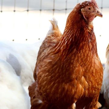 1 Million Chickens Infected with Bird Flu in Ohio, Farms Quarantined after Outbreak