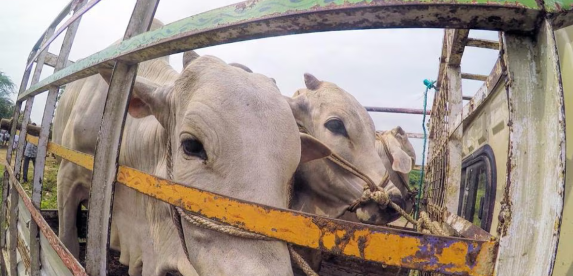 Animal Abuse Investigation Underway After Cattle Shot and Killed