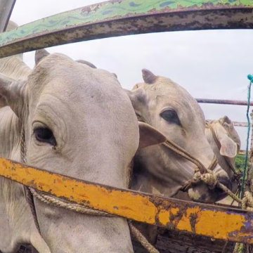 Animal Abuse Investigation Underway After Cattle Shot and Killed