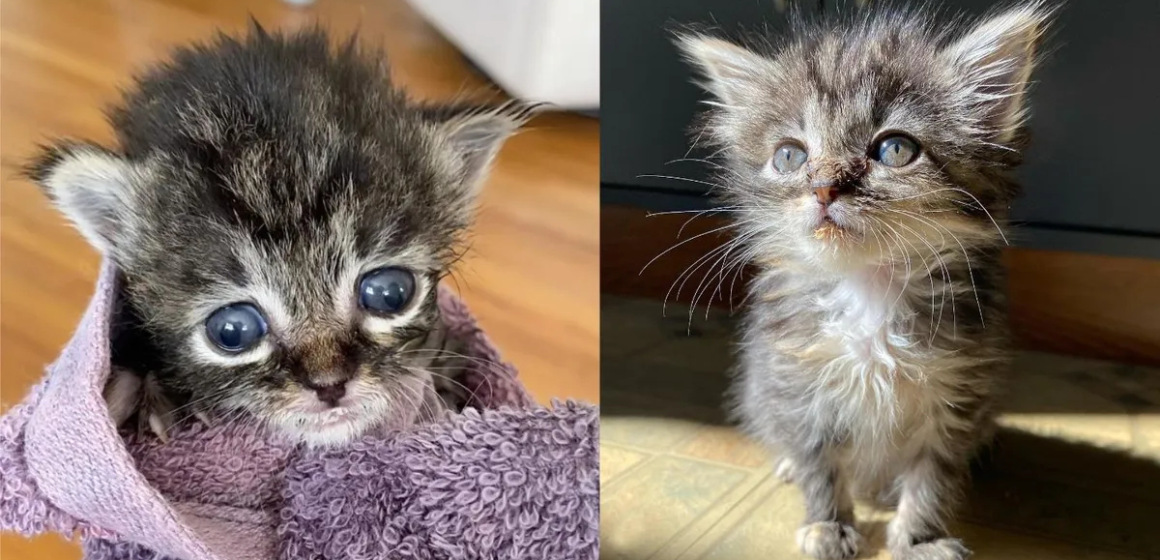 Massachusetts Shelter Mourns the Death of Kitten Left Cold and Alone