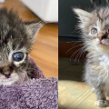 Massachusetts Shelter Mourns the Death of Kitten Left Cold and Alone