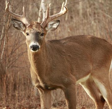 Muzzleloader season begins on Friday in Michigan. What to know.