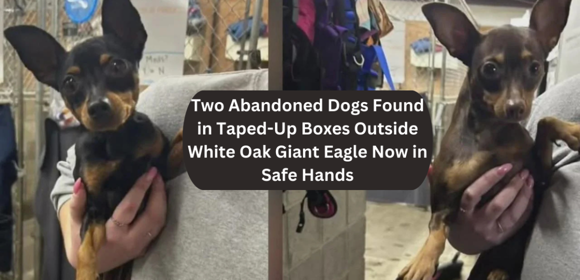 Two Abandoned Dogs Found in Taped-Up Boxes Outside White Oak Giant Eagle Now in Safe Hands