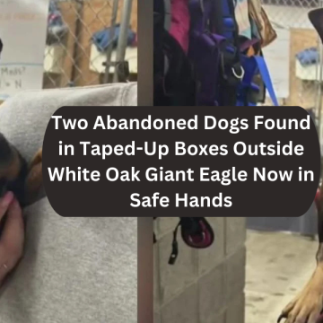 Two Abandoned Dogs Found in Taped-Up Boxes Outside White Oak Giant Eagle Now in Safe Hands