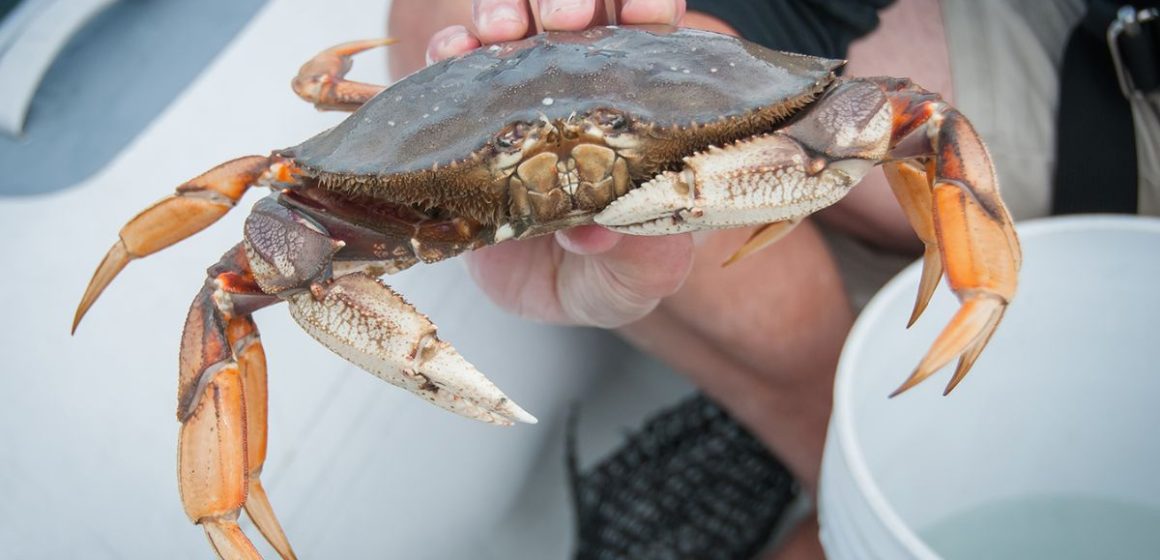 2025 California Dungeness Crab Season Returns With Adjusted Dates and Whale Protections