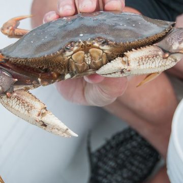 2025 California Dungeness Crab Season Returns With Adjusted Dates and Whale Protections