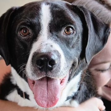 Abandoned Pet Rescue Has 35 Dogs Waiting for Loving Homes, Including Cece and Lucy, Who Are Ready for Adoption (1)