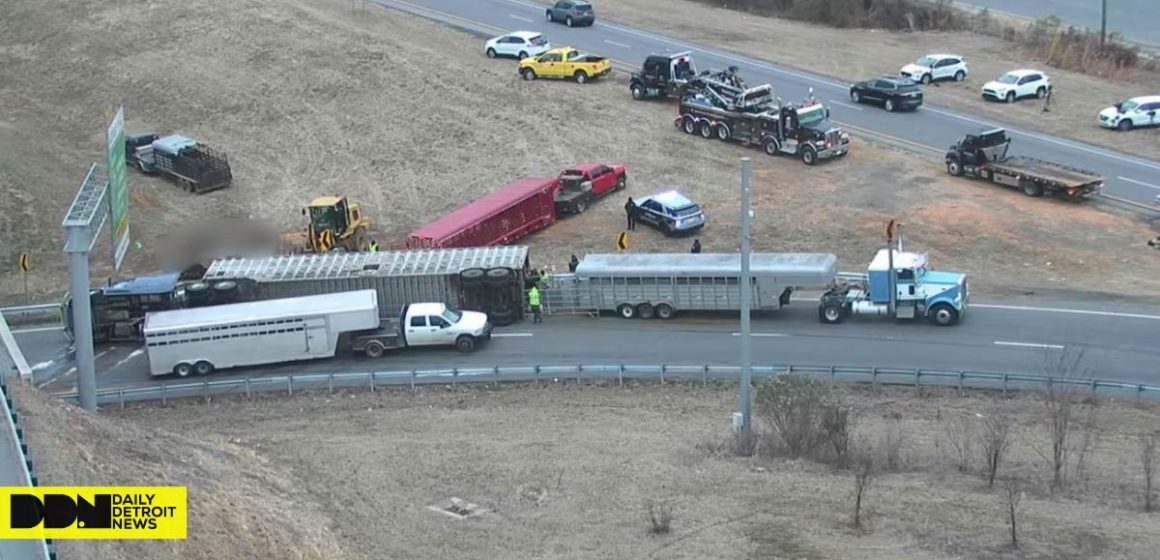 Deadly Tractor-trailer Accident in North Charlotte Claims Lives of Several Cows, Driver Unharmed