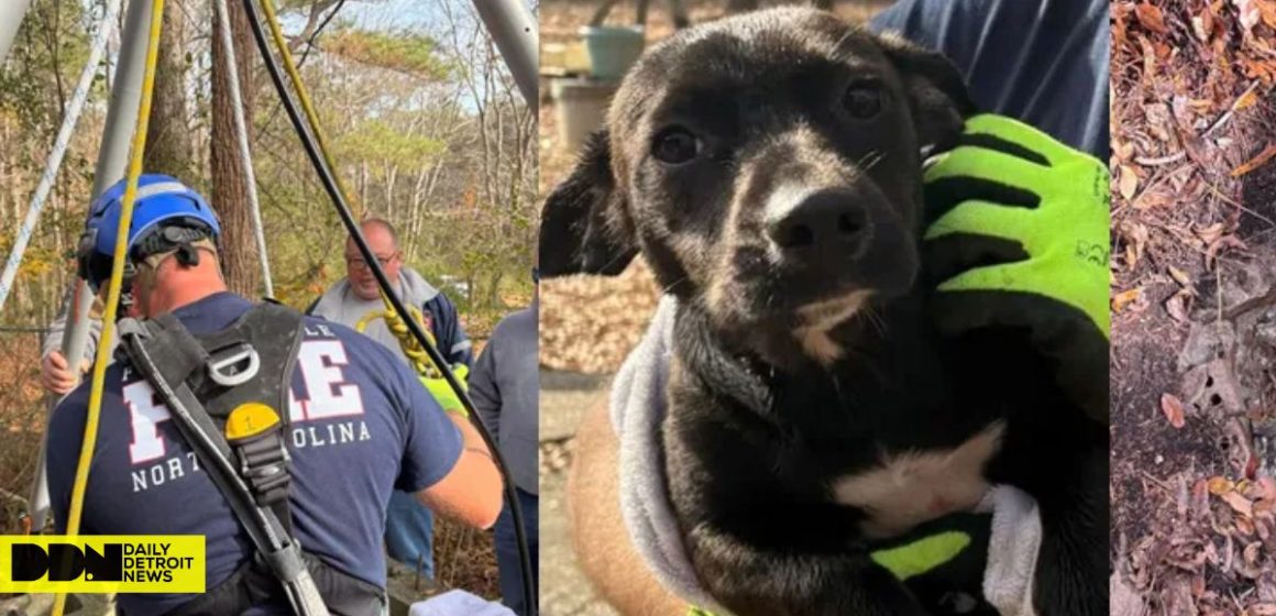 Dog Owner Dies After Falling Into Frigid Pond While Searching for Missing Pup, NC Authorities Confirm