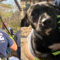 Dog Owner Dies After Falling Into Frigid Pond While Searching for Missing Pup, NC Authorities Confirm