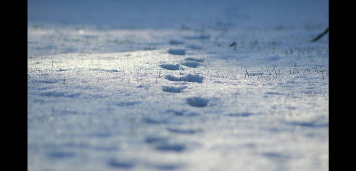 FOOTPRINTS IN THE SNOW Lead Michigan Deputies to Missing Crash Victim Near Swampland