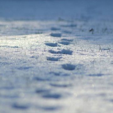 FOOTPRINTS IN THE SNOW Lead Michigan Deputies to Missing Crash Victim Near Swampland