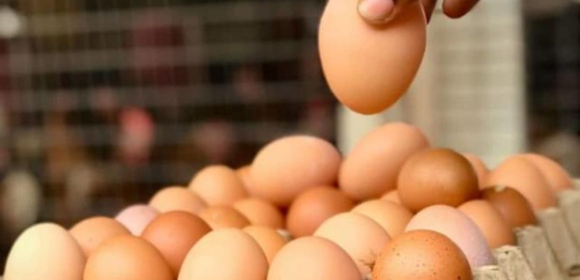 Michigan’s New Cage-free Egg Regulation Starts in 2025: Impact on Farmers and Consumers