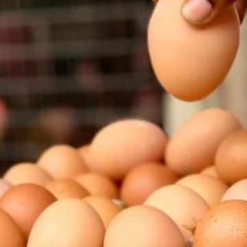 Michigan’s New Cage-free Egg Regulation Starts in 2025: Impact on Farmers and Consumers