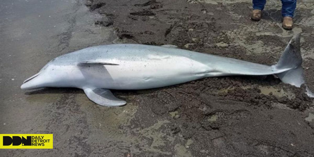 Shocking Discovery! Texas Dolphins Are Contaminated With Cocaine and No One Seems to Care