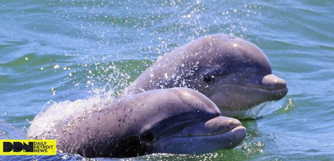 Shocking Discovery! Texas Dolphins Are Contaminated With Cocaine and No One Seems to Care